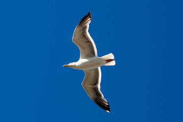 seagull in flight