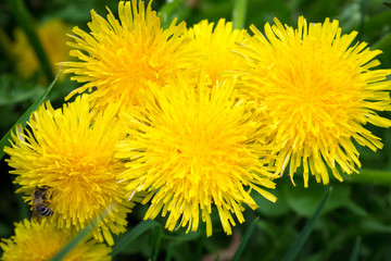 Yellow dandelion on a background of green grass. Spring and summer background. Element of design.