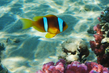 Naklejka na ściany i meble clown fish in coral reef