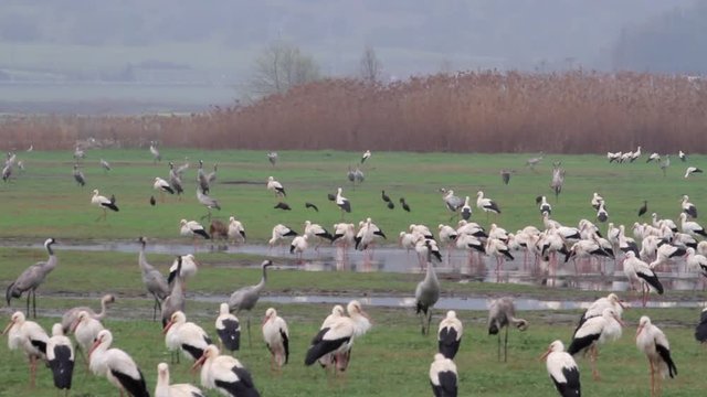 White Storks roosting in hula valley Beautiful shot of White Storks flock roosting in hula velley