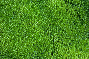 texture of green grass
