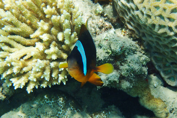 Naklejka na ściany i meble clown fish in coral reef