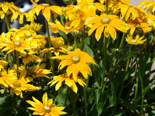 Rudbeckia hirta 'Green eyes' - Rudbeckies hérissées à coeur vert olive