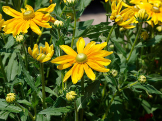 Rudbeckia hirta 'Green eyes' - Rudbeckies hérissées à coeur vert olive
