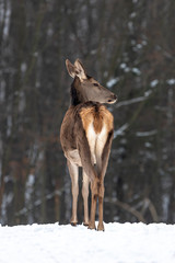 Female doe deer in winter forest