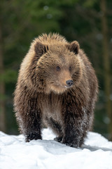 Obraz premium Wild brown bear cub closeup in forest