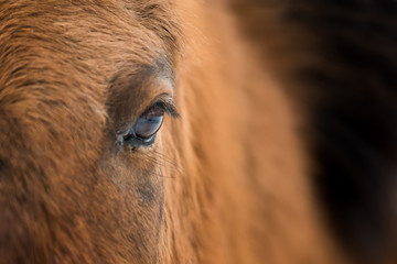 Eye of Arabian bay horse