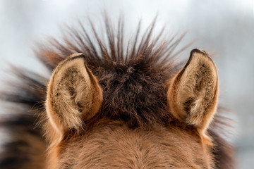Ears brown horse