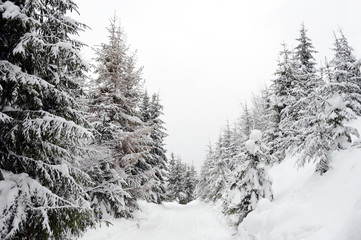 Obraz premium Winter landscape with snow covered trees