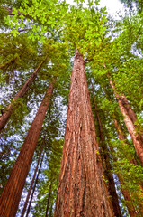 Tall Giant Redwood trees in Redwood National forest in Northern California