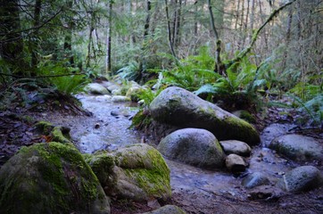 stream in the forest