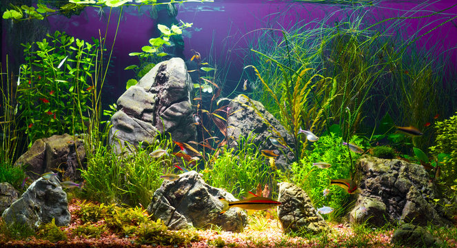 Large planted tropical fresh water aquarium with small fishes in interior