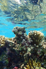 coral reef in egypt