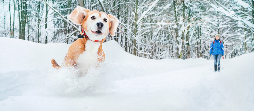 Active beagle dog running in deep snow. Winter walks with pets concept image.