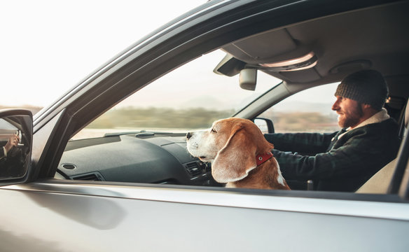 Man riding a car and his beagle dog companion sits near him on front seat