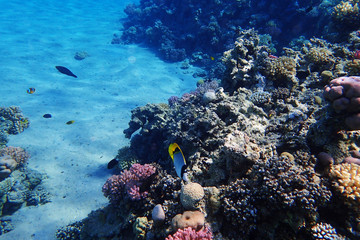 coral reef in egypt