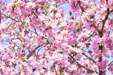 Flowering of the apple tree. Spring background of blooming flowers. White and pink flowers. Beautiful nature scene with a flowering tree. Spring flowers. Abstract blurred background