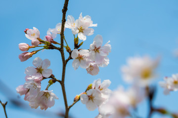 月崎駅の桜の花
