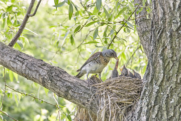 Fledgling chicks Song thrush sitting in nest, life nest with chicks in the wild