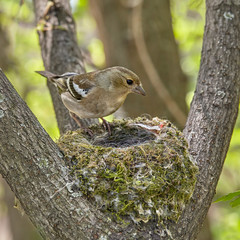 The nest of the common finch, Fringilla coelebs, with eggs.