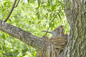 Fledgling chicks Song thrush sitting in nest, life nest with chicks in the wild