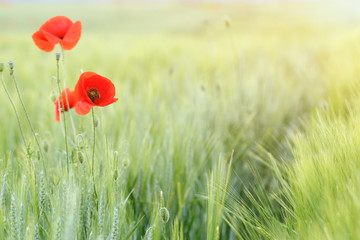 Naklejka premium poppies flower and green wheat field countryside spring season