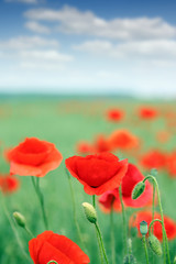 poppies flower field and blue sky with clouds countryside landscape
