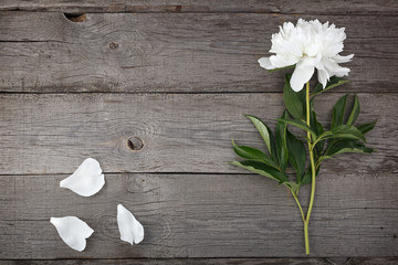White blooming peony flower on the background of the old boards with texture.