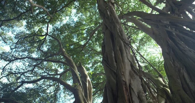 Track Left Low Angle Banyan Tree Forest Looking at Canopy Sunflare, 4K60p
