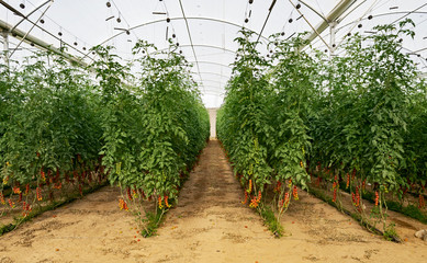 four rows of tall cherry tomato vines growing in a greenhouse on a high tech factory farm in the negev in israel with both green and ripe clusters of fruit