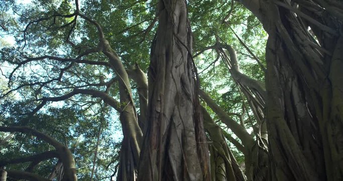 Track Left Low Angle Banyan Tree Forest Looking at Canopy, 4K60p