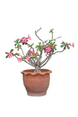 Pink desert rose, mock azalea, pinkbignonia or impala lily flowers isolated on white background with clipping path.