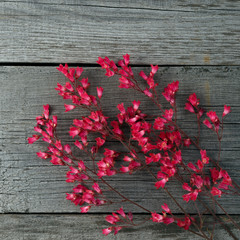 A bouquet of blooming flower Heuchera on the background of the old boards with a texture.