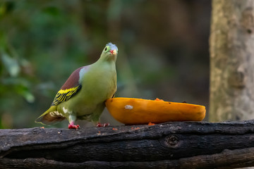 Male Thick-billed Green Pigeon feeding on fresh papaya