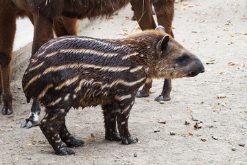 small tapir pig