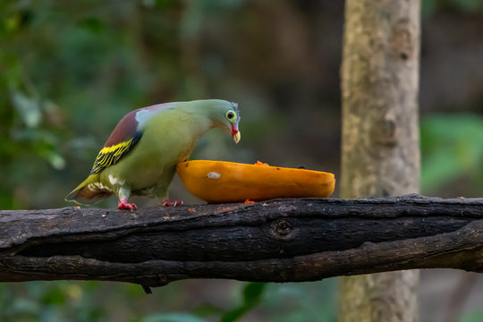 Male Thick-billed Green Pigeon feeding on fresh papaya
