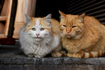 Obraz premium portrait of a cats