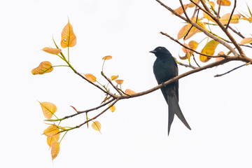 Black Drongo perching on Bo tree isolated on  white background