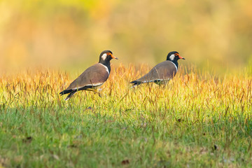 A pair of Red-Wattled Lapwing birds walking on lawn