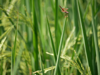 Dragonfly and rice plant.