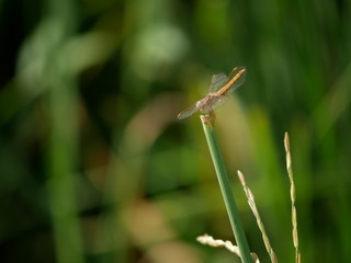 Dragonfly and rice plant.