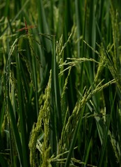 Obraz premium Dragonfly and rice plant.