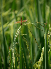 Dragonfly and rice plant.