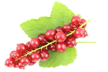 fresh red currant fruits isolated on a white background