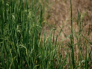 Dragonfly and rice plant.