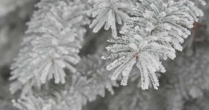Frozen tree in hoarfrost in the winter