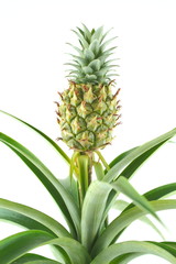 Fototapeta premium fresh pineapple fruit on a pineapple plant (Ananas comosus) closeup