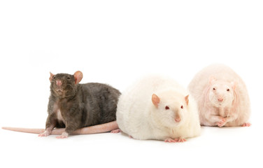 three funny curious pet rat close-up