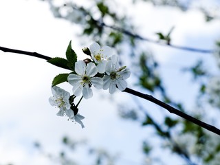 cherry tree blossom