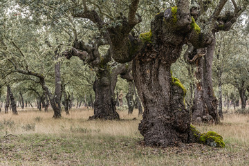 Las Majadas National Park in San Pedro de Ceque in Zamora, place of millenary oaks (Spain)